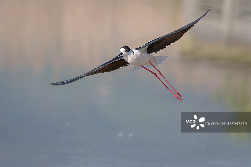 近距离拍摄飞过意大利托斯卡纳佛罗伦萨湖面的鸟图片素材