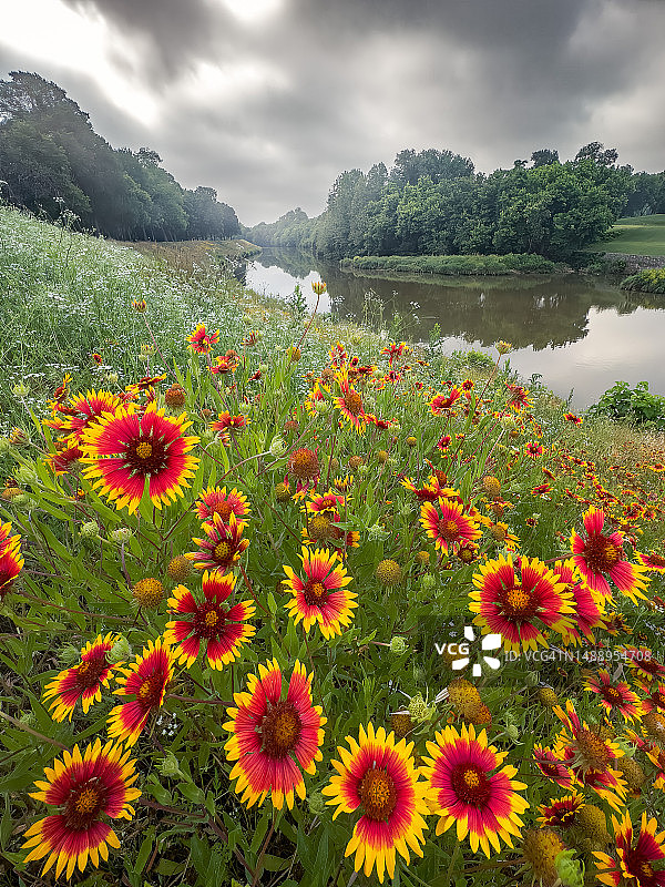 德克萨斯州壮丽的野花景观图片素材