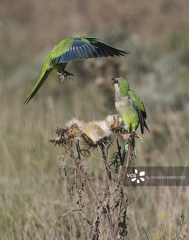 两只僧侣鹦鹉图片素材