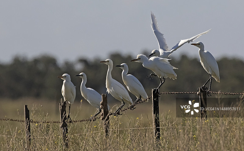 牛背鹭图片素材