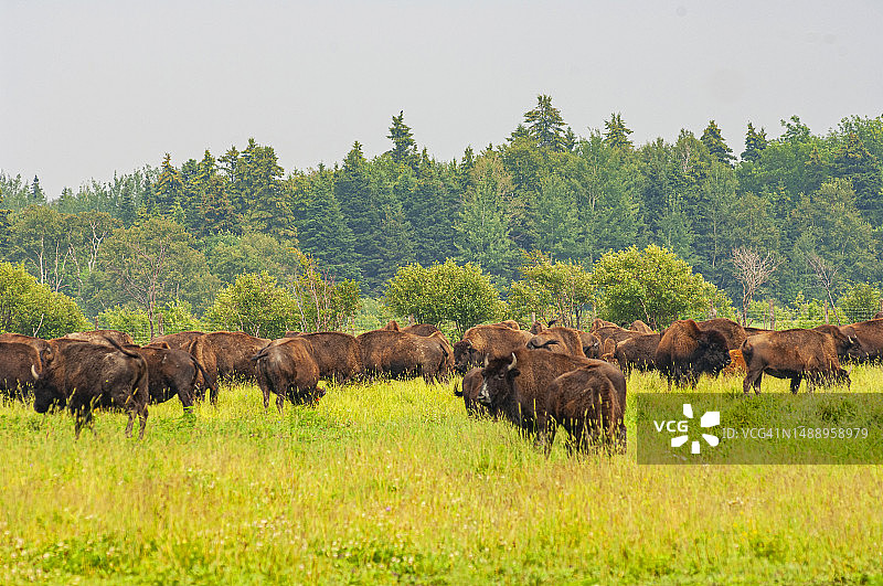 魁北克Sante-Famille的布法罗农场图片素材