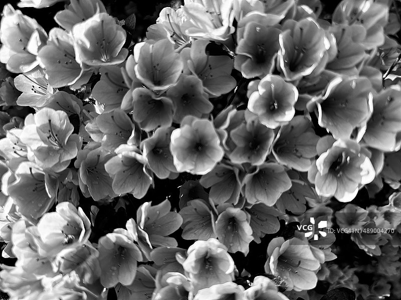 早春季节盛开的杜鹃花丛之美（损失概念）图片素材