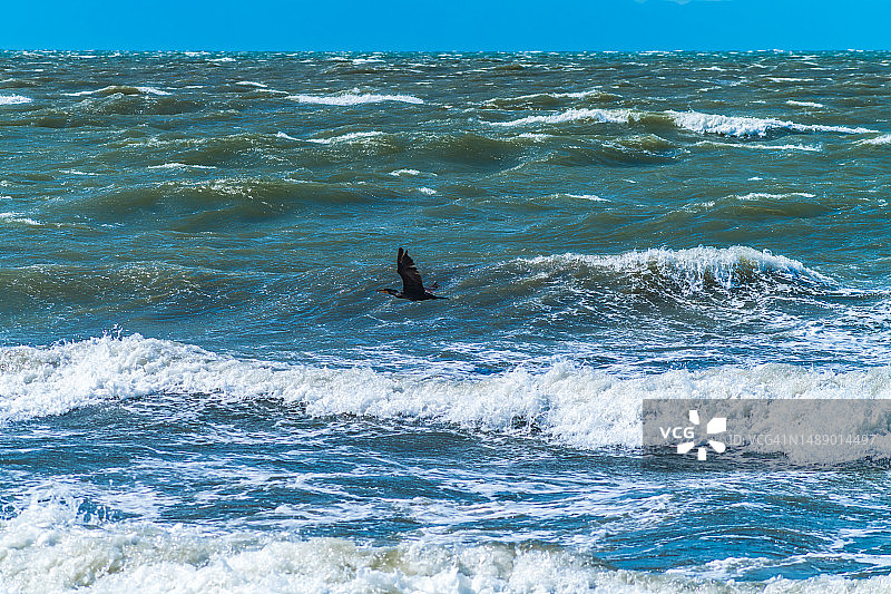 飞过汹涌波浪的鸬鹚，日本三重县伊势市图片素材