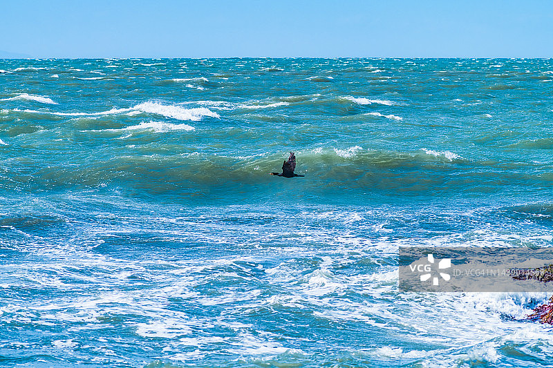 飞过汹涌波浪的鸬鹚，日本三重县伊势市图片素材