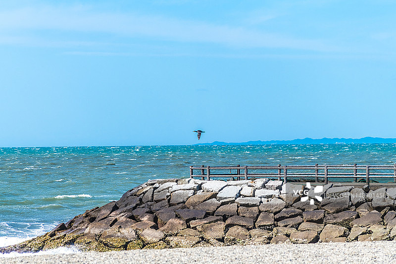 风大的海岸线上飞翔的鸬鹚，日本三重县伊势市图片素材