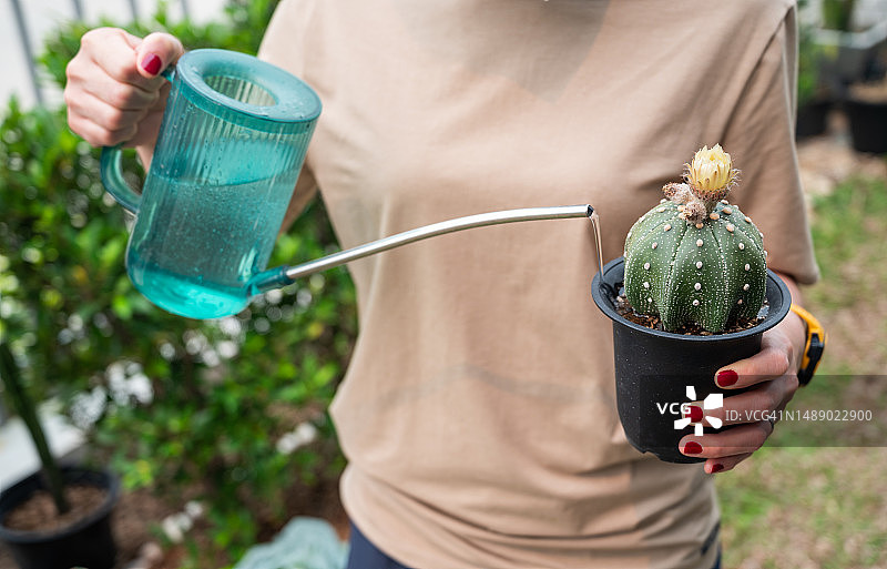 女子给星球属仙人掌浇水图片素材
