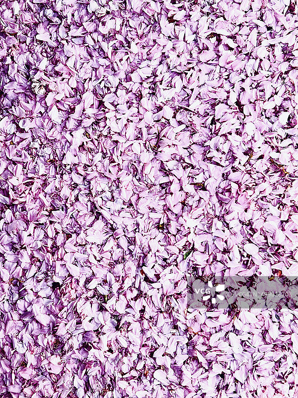 遍地花瓣图片素材