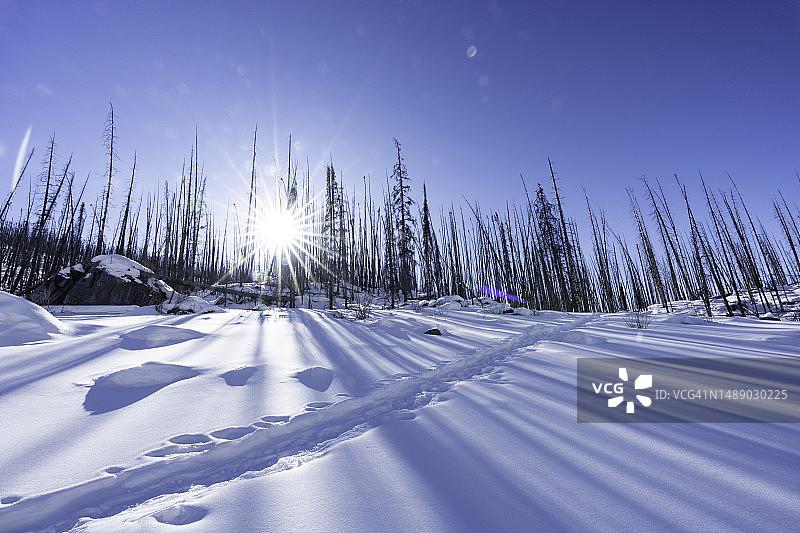 贾斯珀国家公园：阳光穿透烧焦的森林图片素材