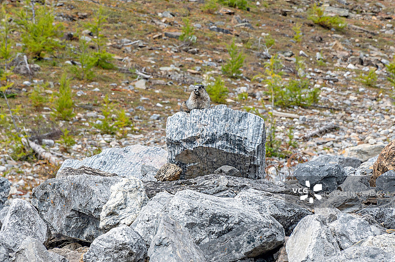 加拿大班夫国家公园的旱獭图片素材