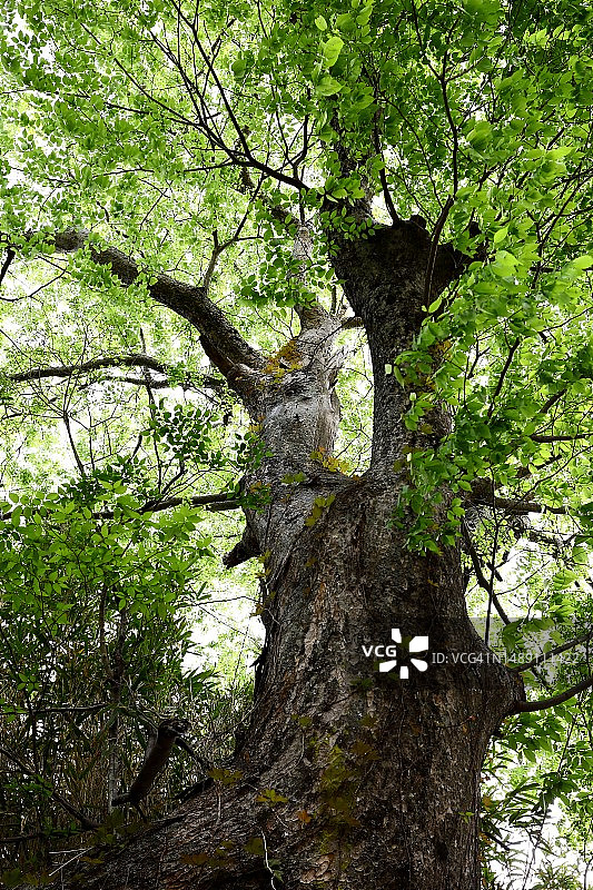 禅云山势全庵榉树图片素材
