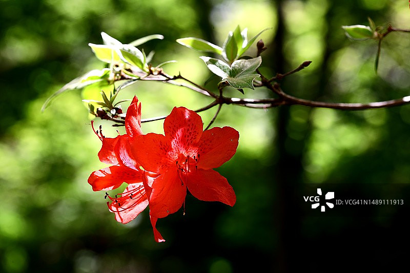 铁锅粥图片素材