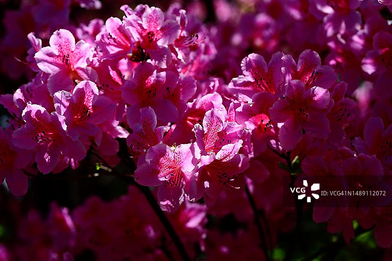 铁锅粥图片素材