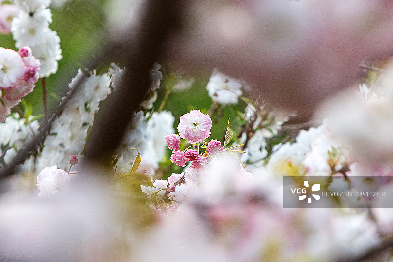 忠清南道瑞山市云山面新昌里1号图片素材