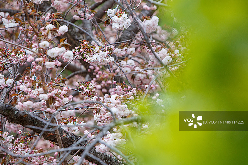 忠清南道瑞山市云山面新昌里1号图片素材