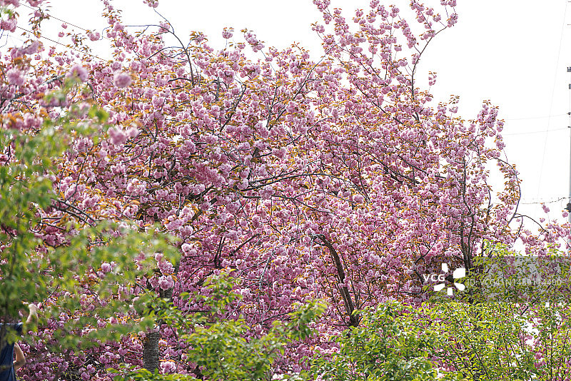 忠清南道瑞山市云山面台峰里40号图片素材