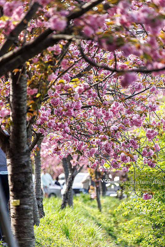 忠清南道瑞山市云山面台峰里40号图片素材
