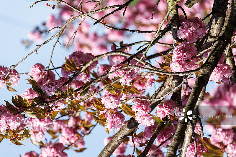 忠清南道瑞山市云山面台峰里40号图片素材