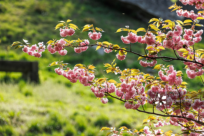 忠清南道瑞山市云山面台峰里40号图片素材