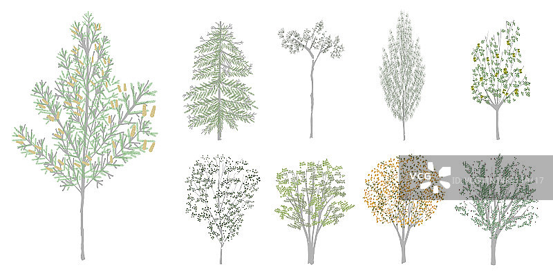 树木和针叶树收藏图片素材