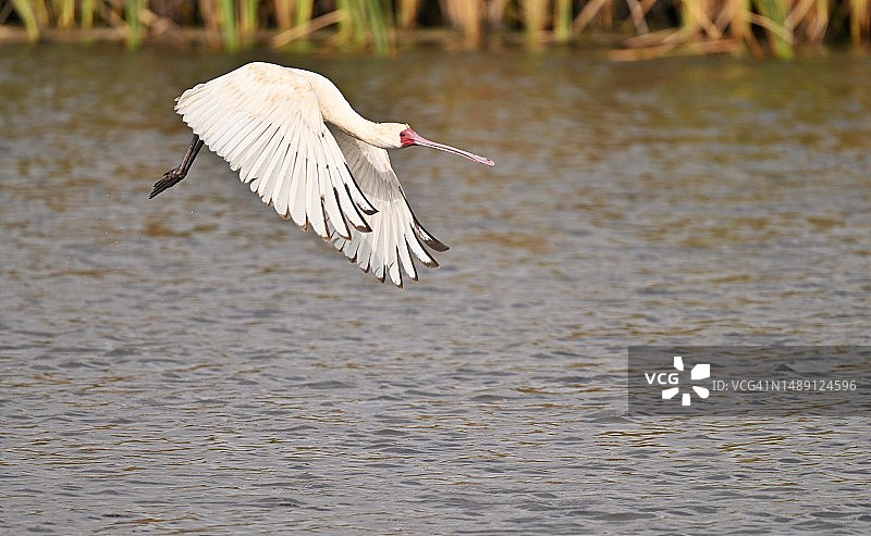 张开翅膀飞行的非洲琵鹭图片素材