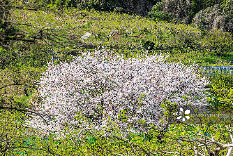 日本福冈县朝仓市梯子河图片素材