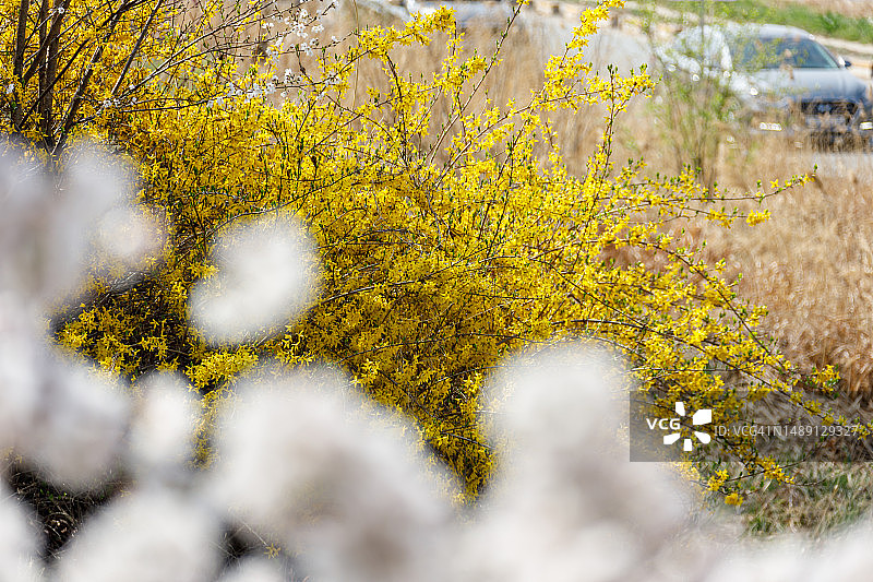 忠北清州市西原区社稷洞木心川川图片素材