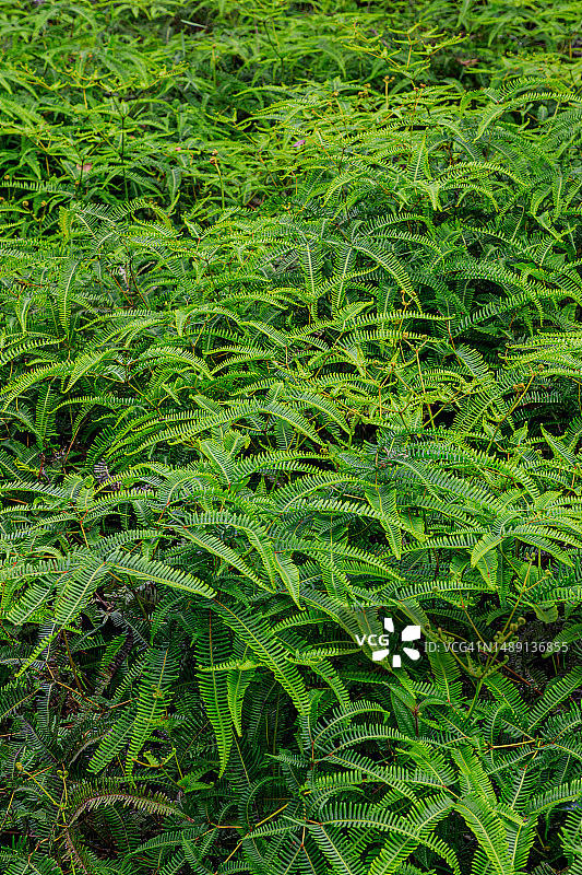 马达加斯加的自然风光：蕨类植物图片素材