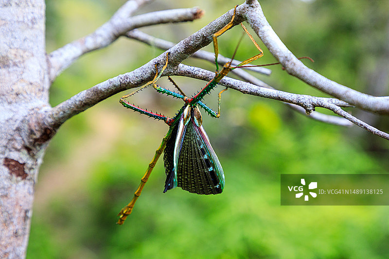 马达加斯加的自然风光：竹节虫图片素材