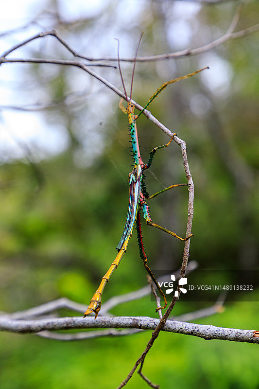 马达加斯加的自然风光：竹节虫图片素材