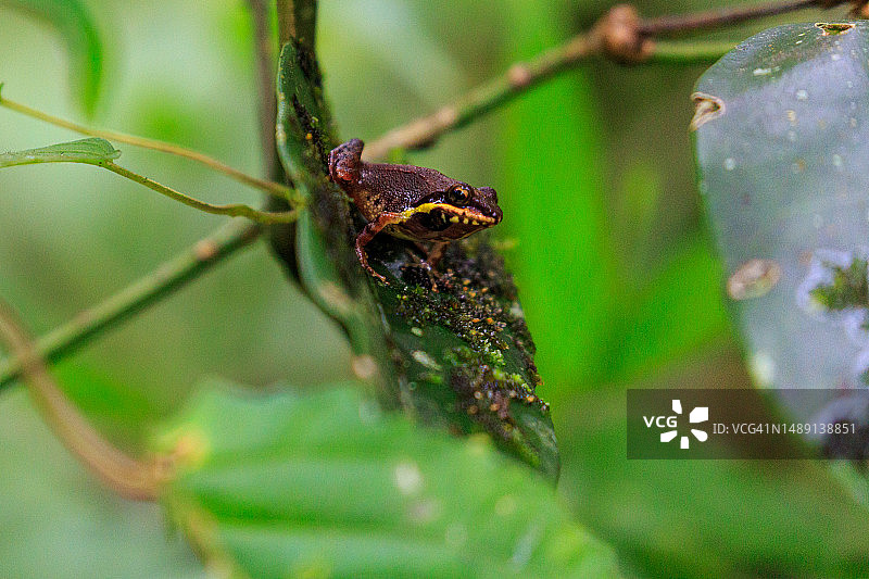 马达加斯加的自然风光，青蛙图片素材