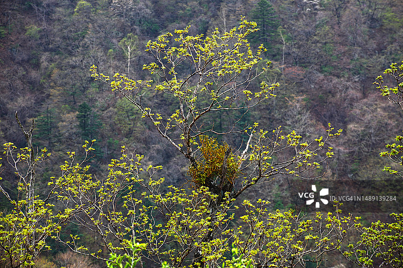 槲寄生图片素材