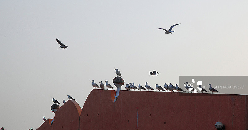 海鸥栖息在建筑物的屋顶上图片素材