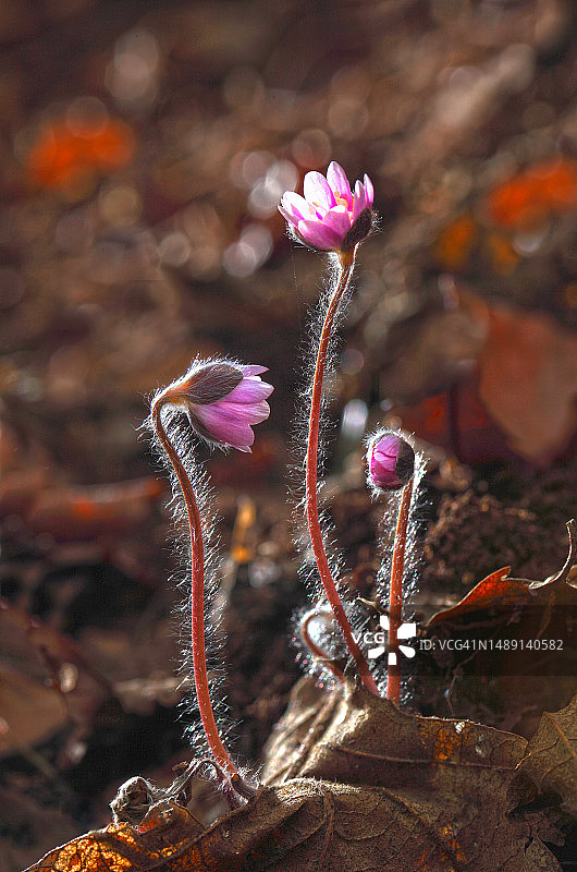 獐耳细辛图片素材