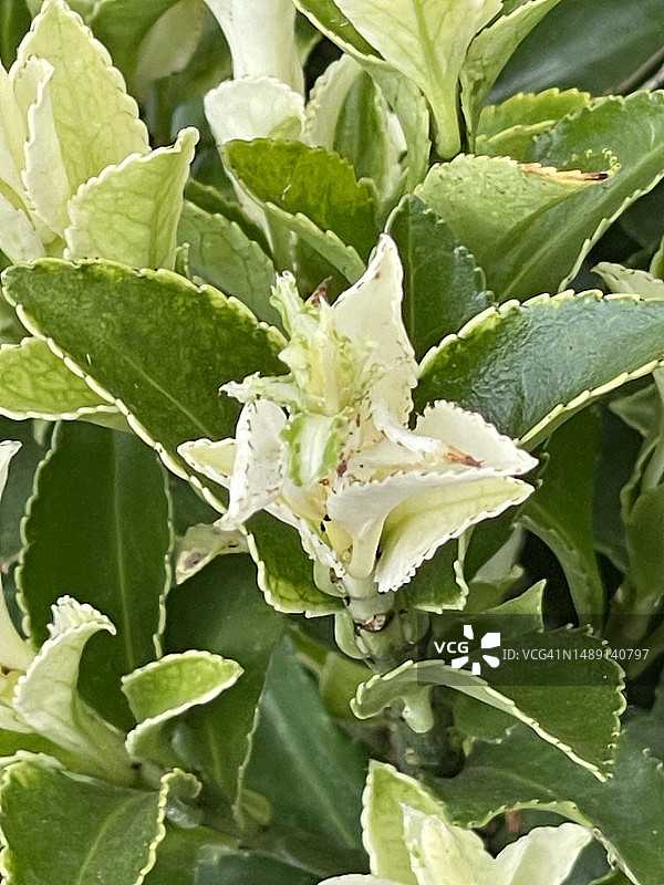 close up图片素材