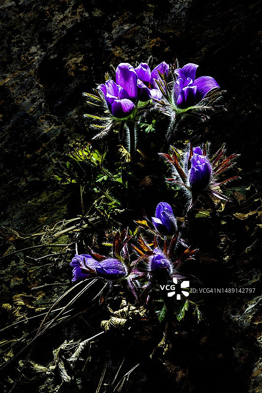 江原道东江的顶冰花图片素材
