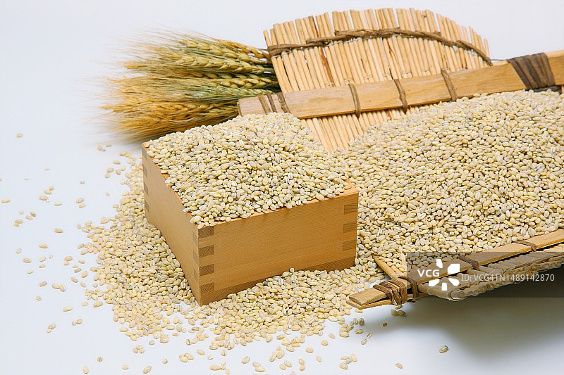 大麦、麦穗、谷物、作物图片素材