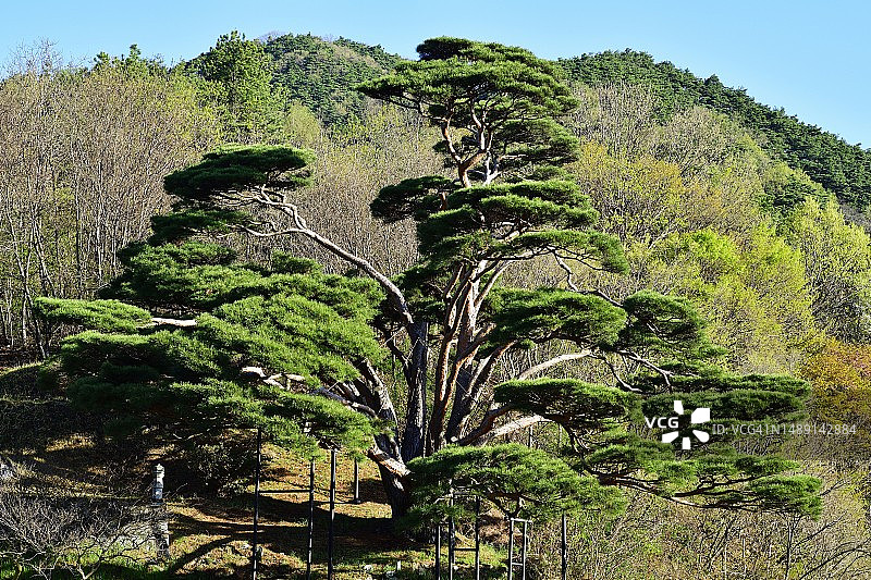 全罗北道井邑市松树图片素材