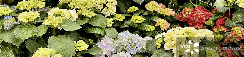 特写：各色绣球花（Hydrangea Macrophylla）图片素材