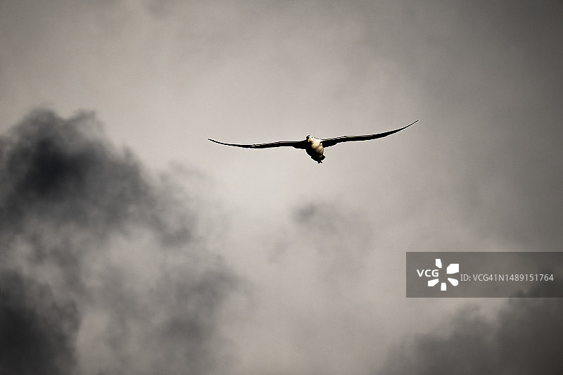 信天翁乘风翱翔图片素材