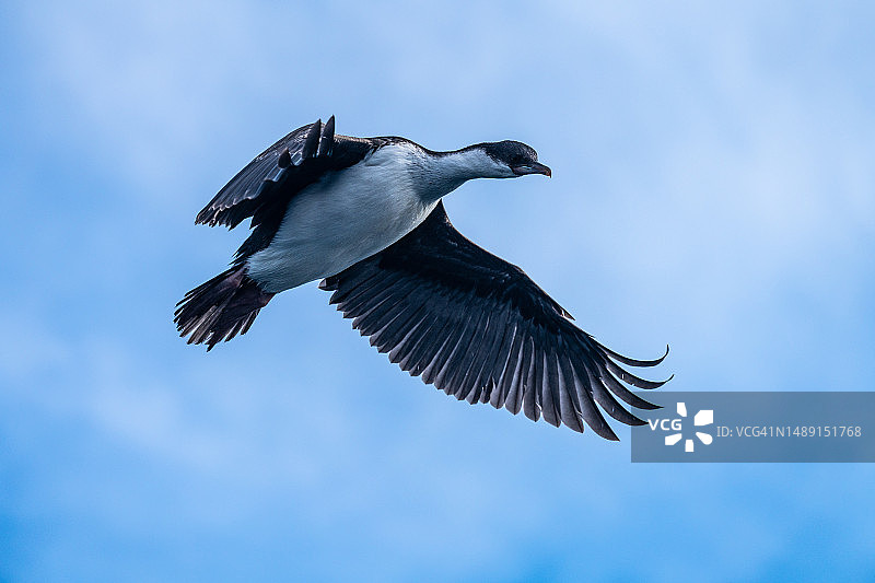 准备降落的南极鸬鹚图片素材