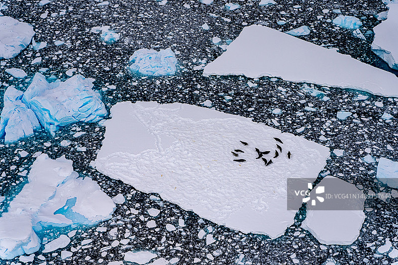 水晶湾海冰中冰山上休息的海豹图片素材