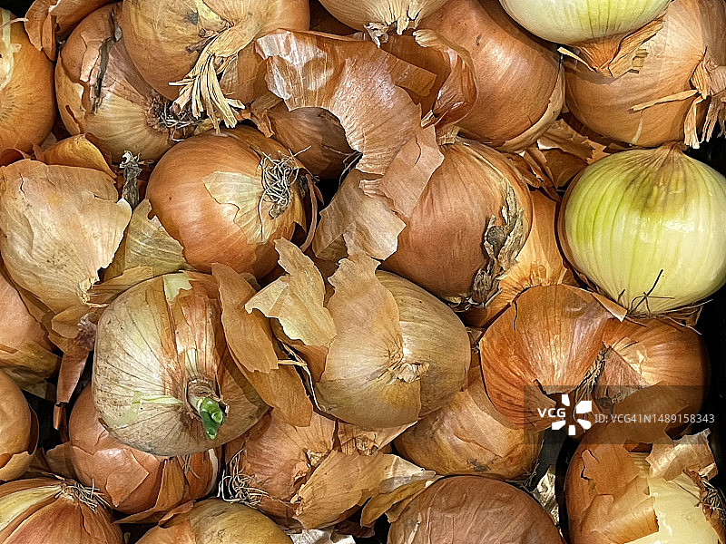 带皮和特写的可食用未煮洋葱（葱属植物）图片素材
