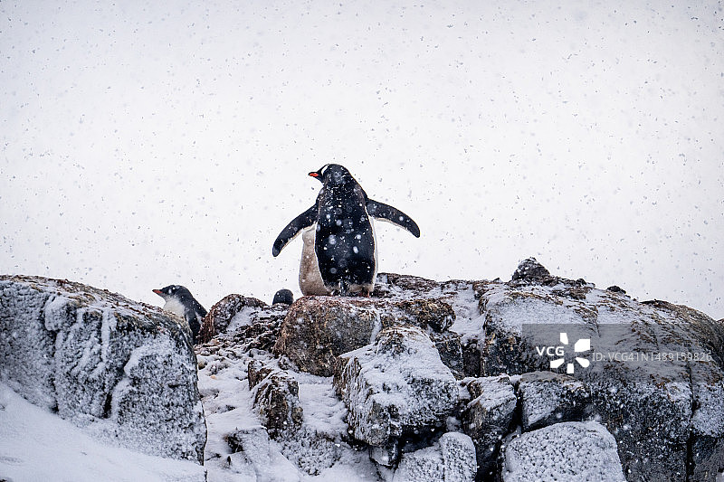 巴布亚企鹅图片素材