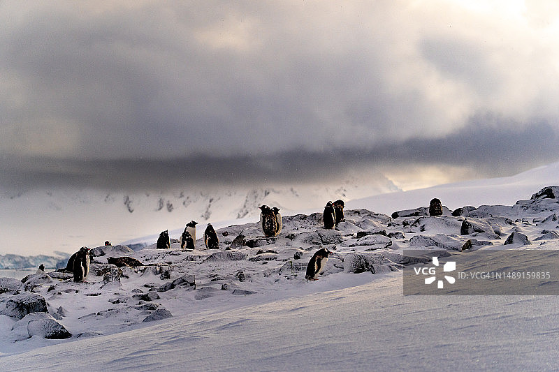 巴布亚企鹅图片素材
