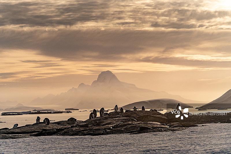 巴布亚企鹅群落图片素材