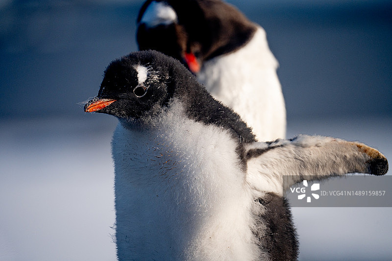 巴布亚企鹅图片素材