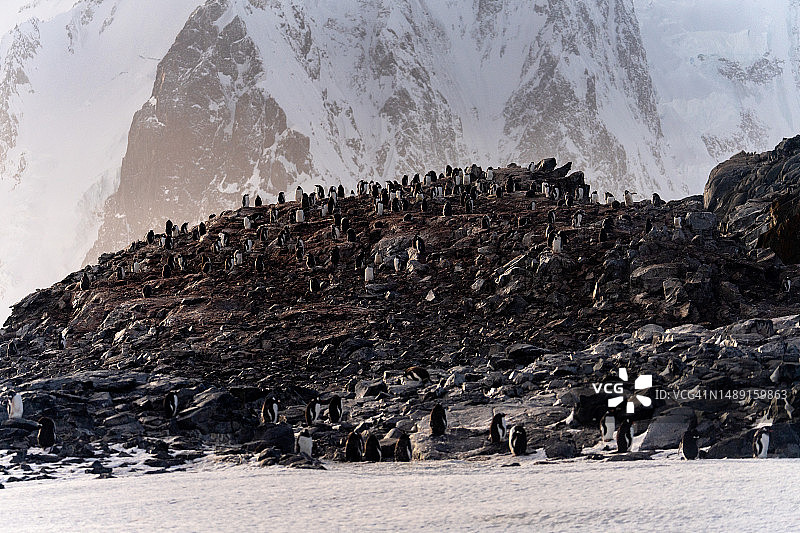 巴布亚企鹅群落图片素材