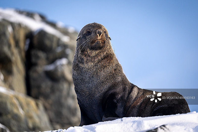 马蹄岛上的南极毛皮海狮图片素材