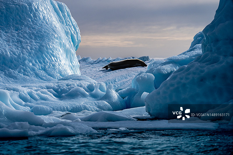 浮冰上的食蟹海豹图片素材