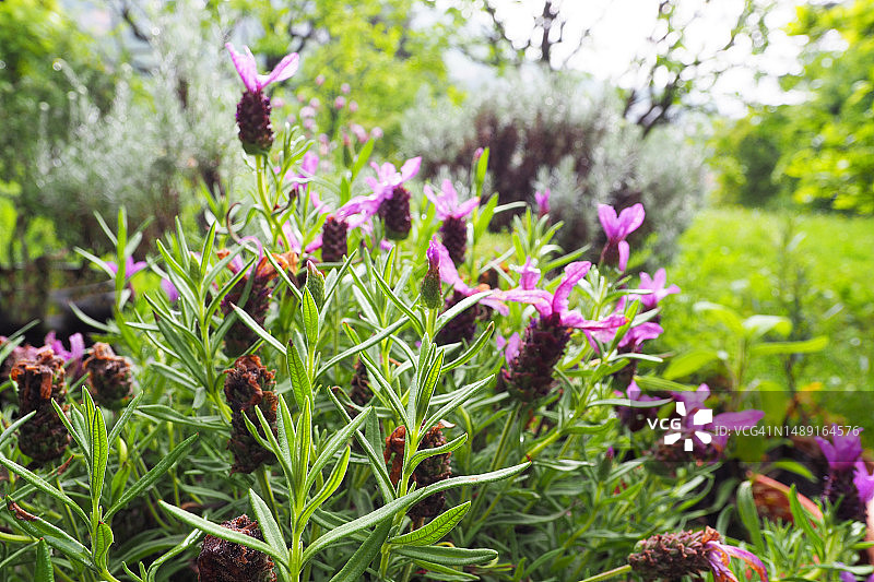 意大利花园与法国薰衣草图片素材